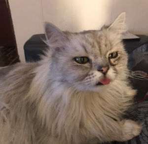 Meet your Posher, Super